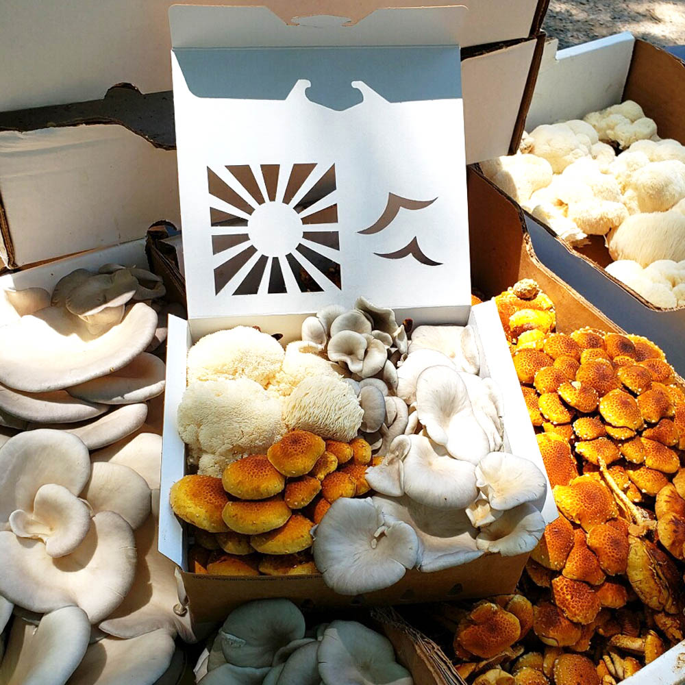 gourmet mushroom variety in fresh produce biodegradable box