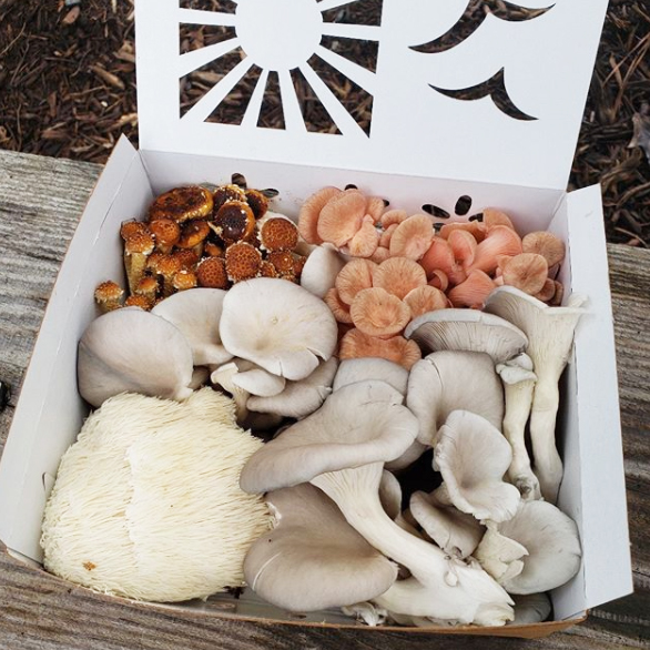 recyclable plastic clamshell replacement holding gourmet mushrooms