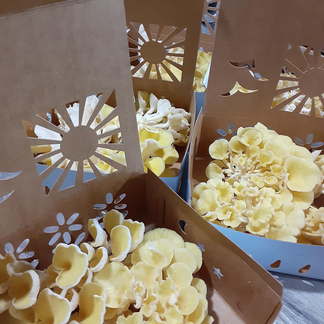 lions mane in 2 quart paper produce containers